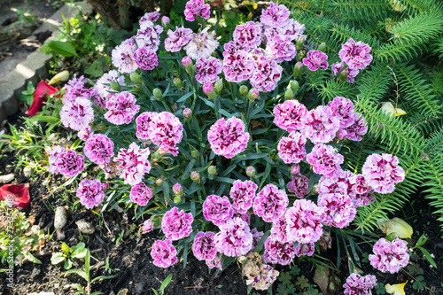 Pink and white colored Carnation (Dianthus) flowers in a backyard garden in spring © Menyhert