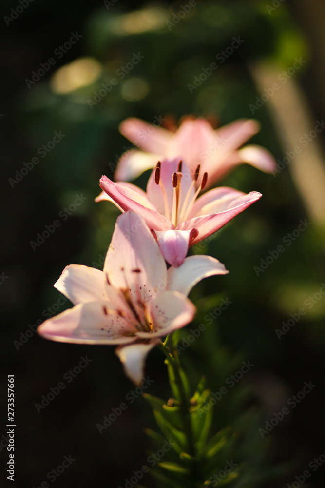 Fototapeta premium Beautiful floral background. Amazing views of the bright white lilies are blooming in the garden on a Sunny spring day, green grass and blue sky landscape.