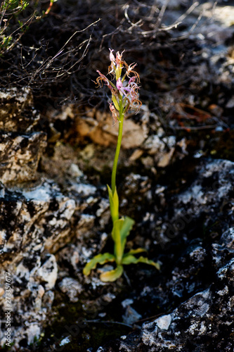 Wild flower Orphys italicum orchidaceae flower macro background wallpapers high quality prints canon 5DS photo