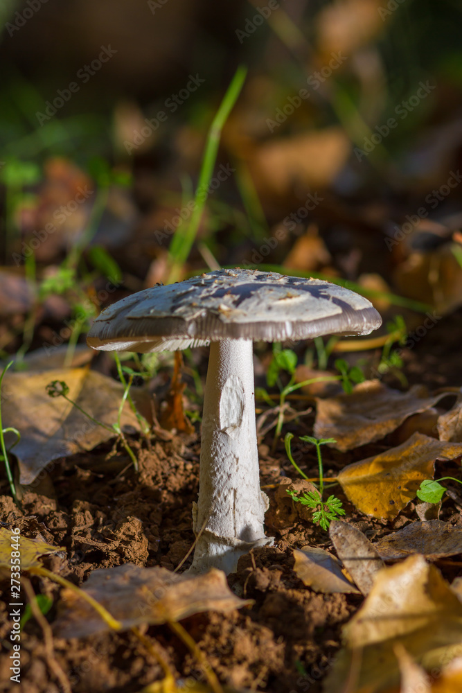 Fototapeta premium mushroom in the forest on bed of leaves
