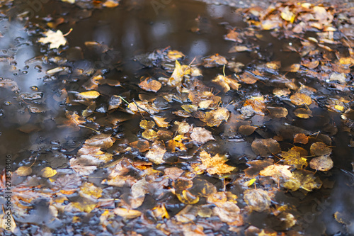 Fallen leaves in a puddle. Gloomy autumn landscape.