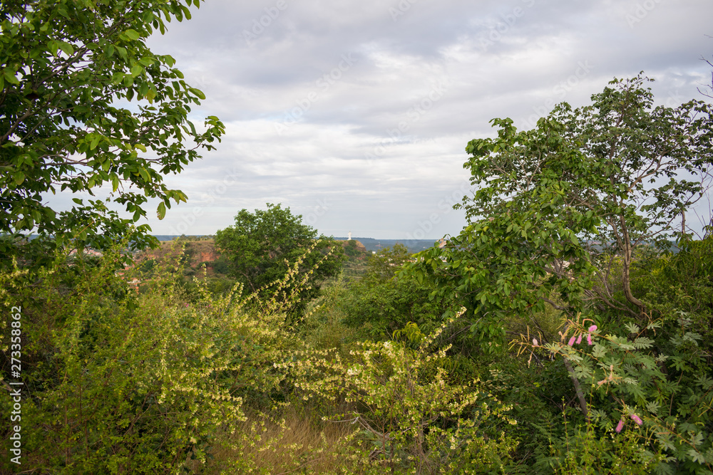 Caatinga biome vegetation in the countryside of Oeiras - Piaui state, Brazil