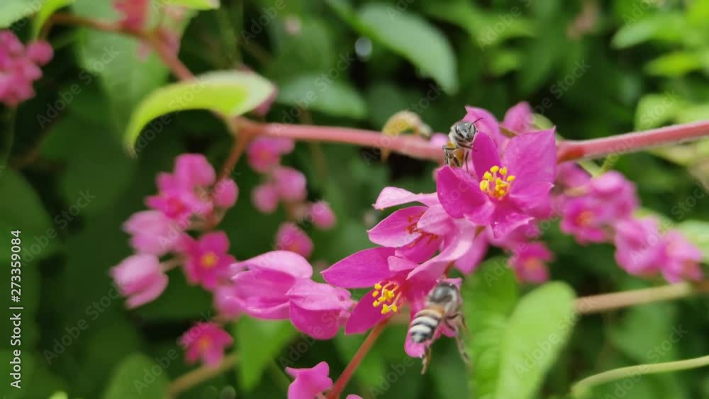 Nature of bees and pink flowers in the flower garden Nature of bees and pink flowers in the flower garden