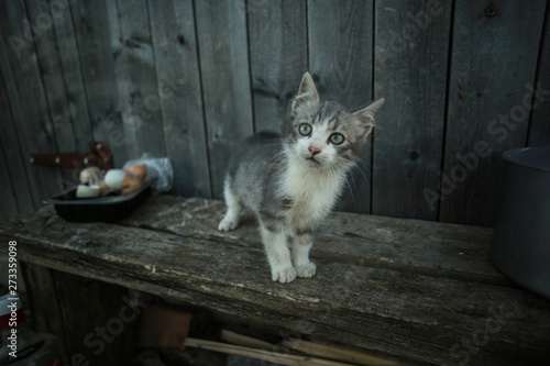 Beautiful serial kitten with big ears