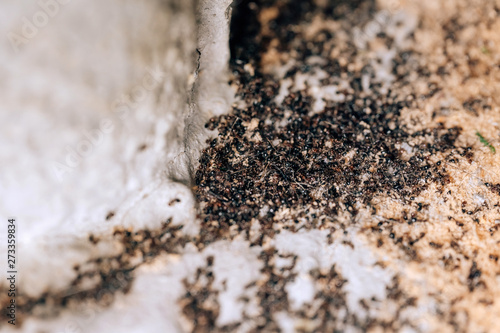фотографія The extermination of the colony of black ants