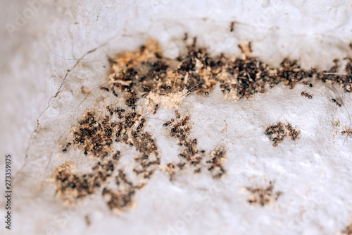 The extermination of the colony of black ants. Dead ants in the home garden. Small vrelitele with the garden. Disinfection of ants in the house. Anti-insect treatment