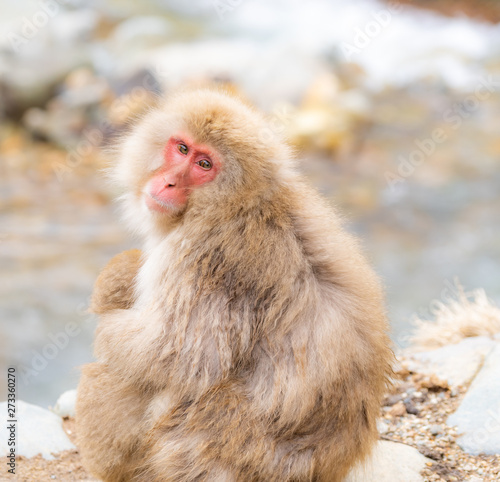 Japanese Snow monkey © vichie81