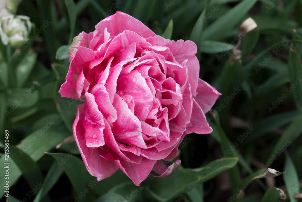 Pink rose flower blossom in the garden Pink rose flower blossom in the garden