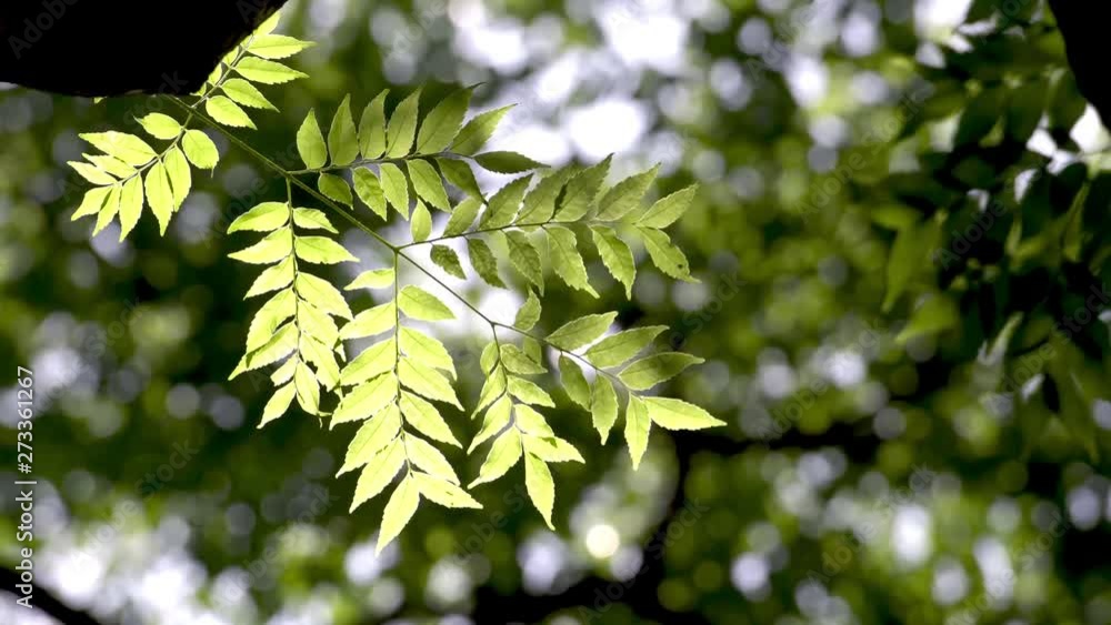 Green leaf tree and sunlight, low angle view Green leaf tree and sunlight, low angle view