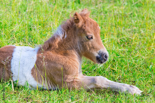 Portrait of lying young pony foal in meadow