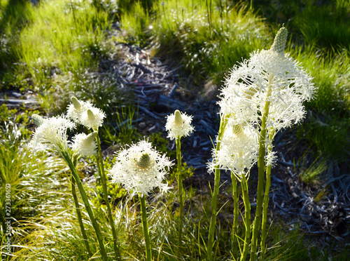 Beargrass photo