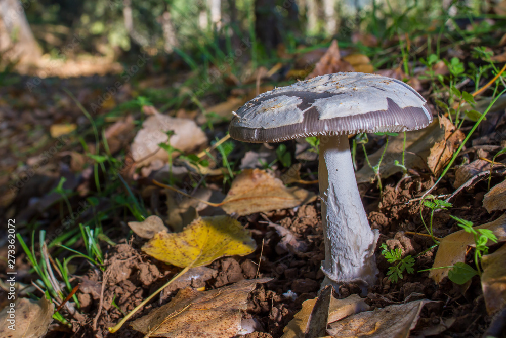 mushroom in the forest on bed of leaves mushroom in the forest on bed of leaves