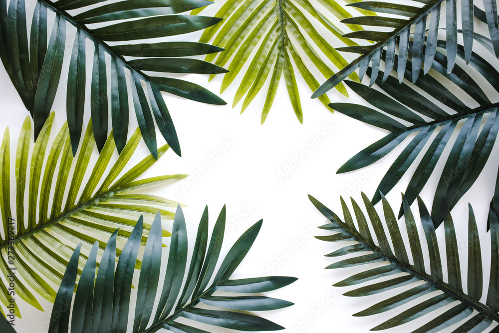 Tropical leaves foliage plant close up with white copy space background.Nature and summer concepts ideas
