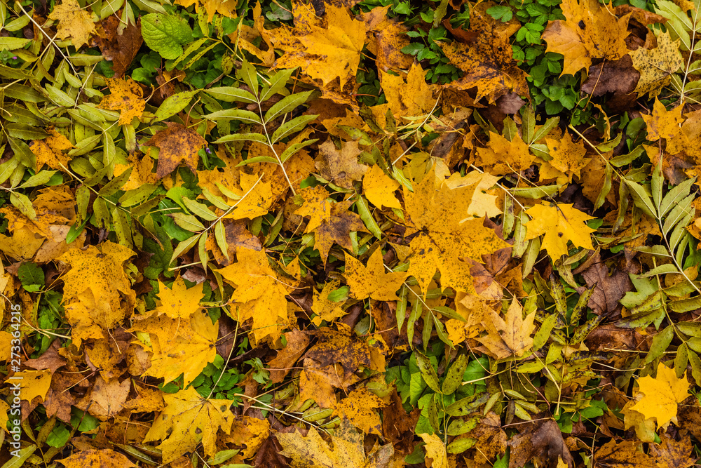 autumn forest, red and yellow leaves, blue sky autumn forest, red and yellow leaves, blue sky