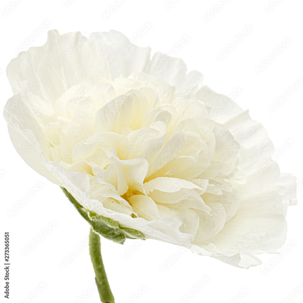 White flower of mallow, isolated on white background White flower of mallow, isolated on white background