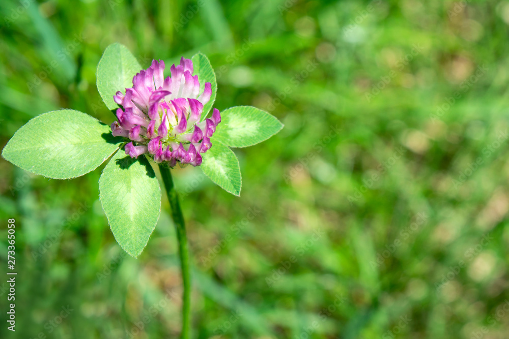 Clover flower on green grass background. Suitable for a postcard, banner, title page, poster Clover flower on green grass background. Suitable for a postcard, banner, title page, poster