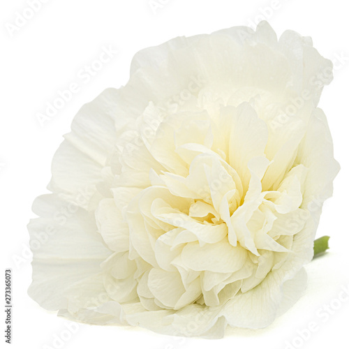 White flower of mallow  isolated on white background  with clipping path