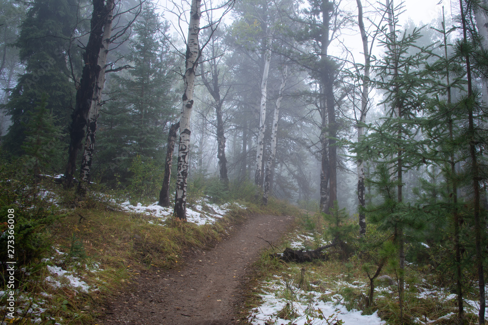 Obraz premium Misty woods near lake Patricia in Jasper National Park, Canadian Rockies
