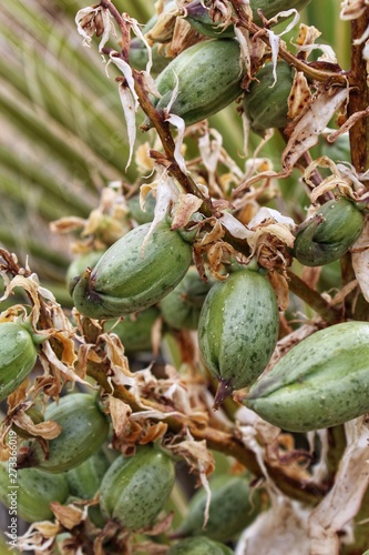 SOURCE OF THE SEEDS, botanically Yucca Schidigera, commonly Mojave Yucca, seeds within fruiting bodies dispersed by mammals through consumption and excretion, conserve and protect our native ecology.