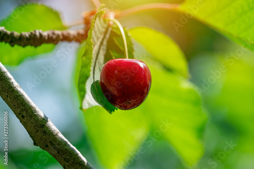 ripe red cherry on branch
