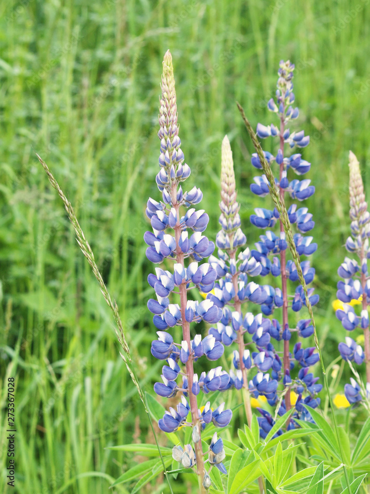 Lupinus polyphyllus Lupin des jardins ou lupin à folioles devenu — free download