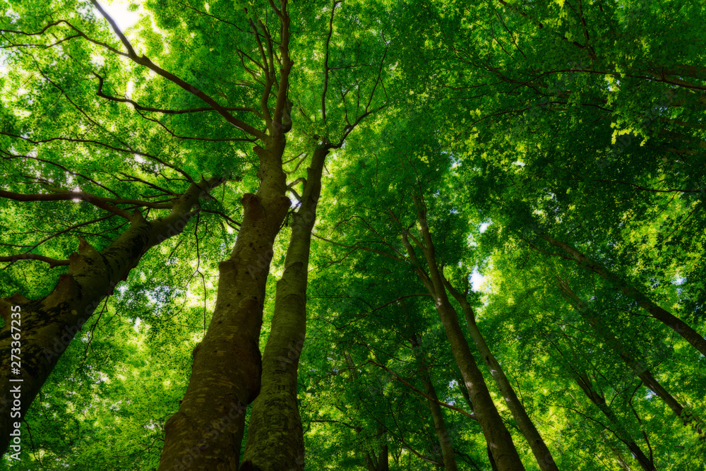 Natural Forest of Beech