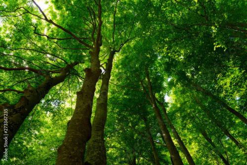 Natural Forest of Beech