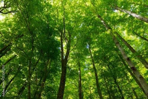 Natural Forest of Beech