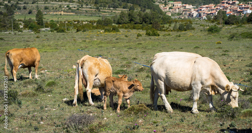 white and brown cows in the field