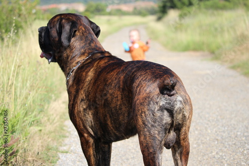 chien cane corso et un bébé d'un an © canecorso
