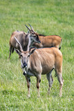 Group of antelopes grazing in the meadow