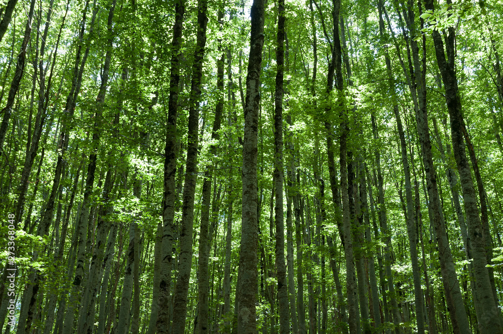 A grove of beech trees A grove of beech trees