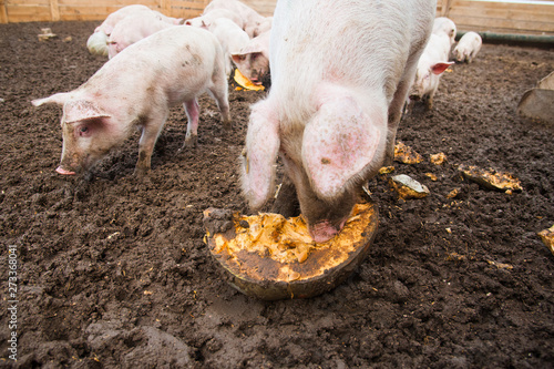 Domestic pigs on a farm