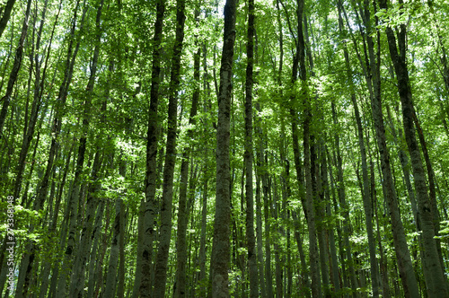 A grove of beech trees