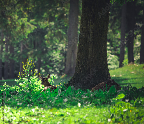 White-tailed deer baby in the summer forest in austria
