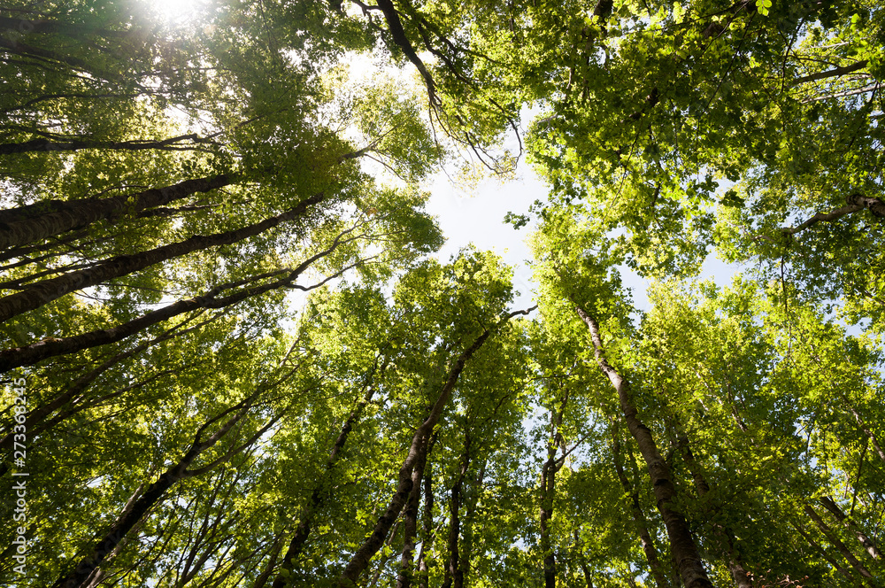 Fototapeta premium A grove of beech trees