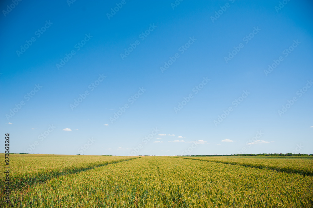 Ripening wheat field