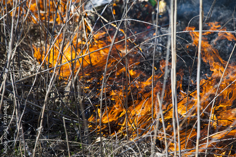 Fire, strong smoke. Burning reed in the swamp. Natural disaster Fire, strong smoke. Burning reed in the swamp. Natural disaster