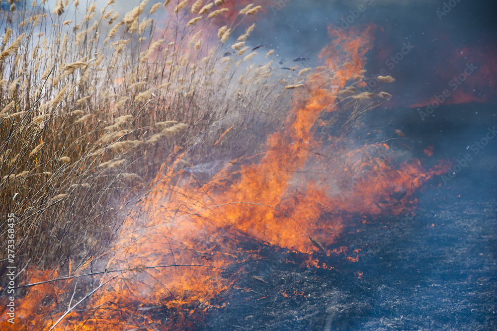 Fire, strong smoke. Burning reed in the swamp. Natural disaster Fire, strong smoke. Burning reed in the swamp. Natural disaster