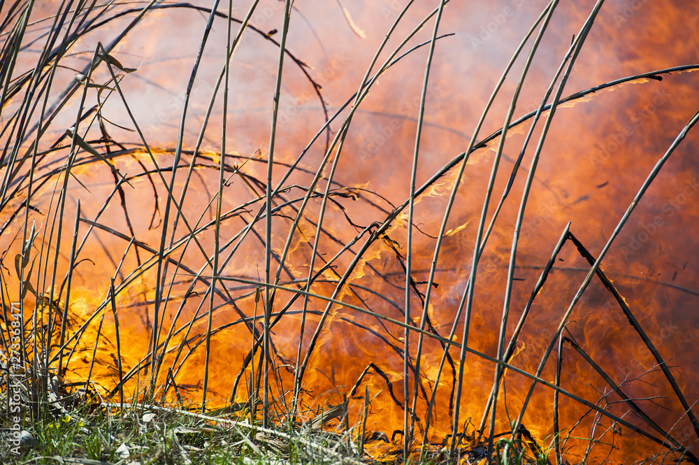 Fototapeta premium Fire, strong smoke. Burning reed in the swamp. Natural disaster