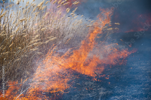 Canvas-taulu Fire, strong smoke. Burning reed in the swamp. Natural disaster