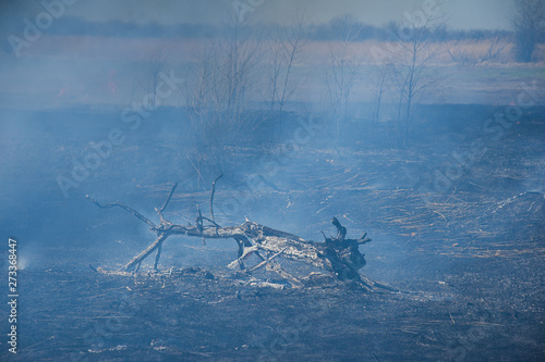 Fototapeta Naklejka Na Ścianę i Meble -  Fire, strong smoke. Burning reed in the swamp. Natural disaster