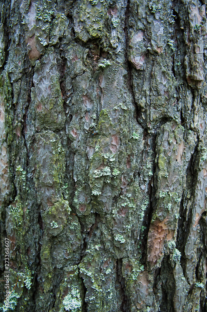 Texture bark of pine tree closeup Texture bark of pine tree closeup