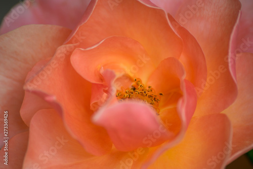 closeup of a flower