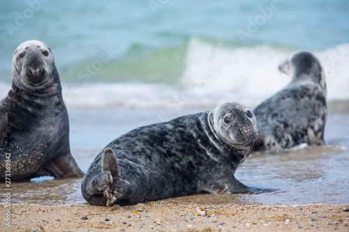 Grey seals lying on beach in Düne-Helgoland island. Colorful spotted animals of different sizes with dog-like face going to and back from the North Sea. 