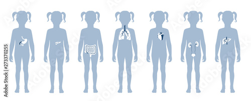 Human internal organs vector