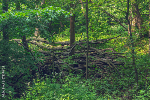 forest