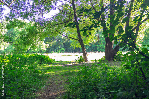 forest