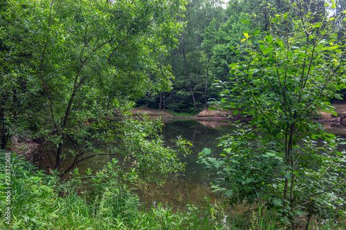 river in forest