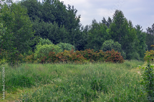 trees in the park
